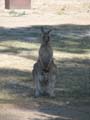 Kangaroo with Joey